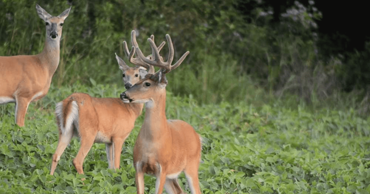 Featured Image for How Landowners can Help Stop Poaching